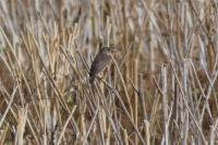 Muscicapa striata