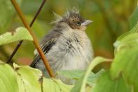 Fringilla coelebs