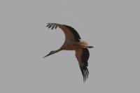 Ciconia ciconia