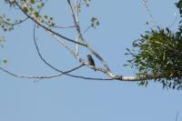 Muscicapa striata