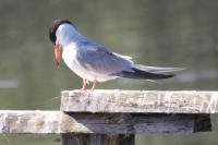 Sterna hirundo