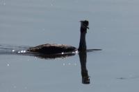 Podiceps cristatus