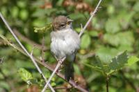 Passer domesticus