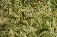 Emberiza schoeniclus