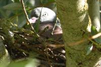 Columba palumbus