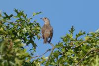 Turdus viscivorus
