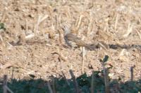 Turdus viscivorus