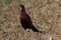 Phasianus colchicus