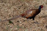 Phasianus colchicus