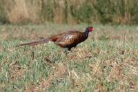 Phasianus colchicus