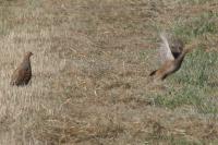 Perdix perdix