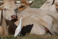 Bubulcus ibis