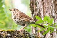 Turdus philomelos