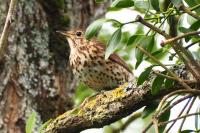 Turdus philomelos