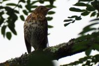 Turdus philomelos