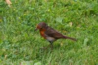 Erithacus rubecula