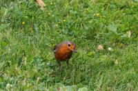 Erithacus rubecula