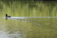 Fulica atra