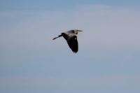 Ardea cinerea