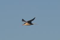 Sterna hirundo