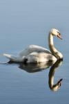 Cygnus olor
