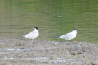Hydroprogne caspia
