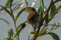 Phylloscopus collybita