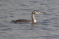 Podiceps cristatus