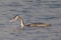 Podiceps cristatus