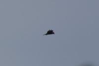 Buteo buteo