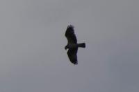 Pandion haliaetus
