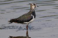 Vanellus vanellus