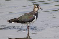 Vanellus vanellus