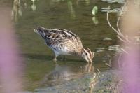 Gallinago gallinago