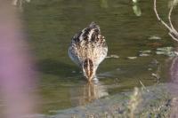 Gallinago gallinago