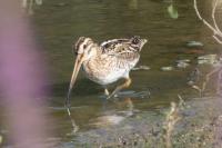 Gallinago gallinago
