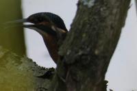 Alcedo atthis