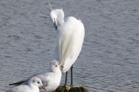 Egretta garzetta