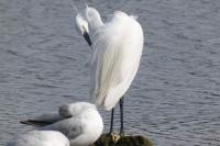 Egretta garzetta