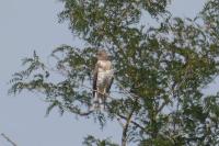 Circaetus gallicus