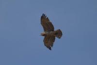 Circaetus gallicus