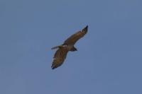 Circaetus gallicus