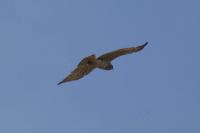 Circaetus gallicus