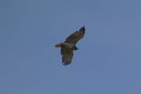 Circaetus gallicus