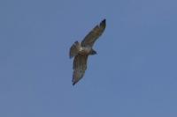 Circaetus gallicus