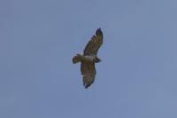 Circaetus gallicus