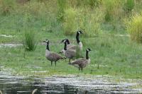 Branta canadensis