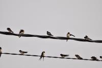 Hirundo rustica