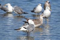 Larus michahellis