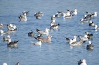Larus michahellis